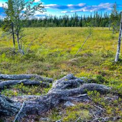 En gammal tall sträcker ut sina rötter över myren. I bakgrunden syns Hundshögen.