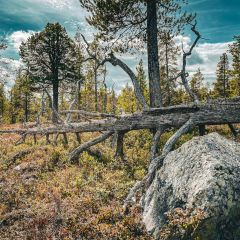 Gammal tallskog på Galberget