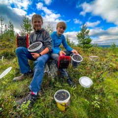En lyckad blåbärsskörd i augusti