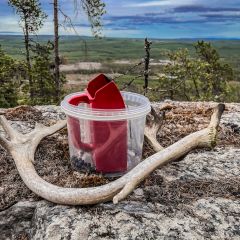 Blåbärsplockning vid Stortjärnberget. Man kan även hitta renhorn utanför stigarna.