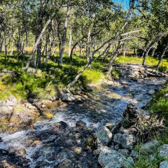 Vid Galåns övre lopp i björkskogen