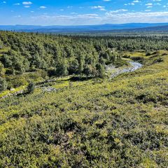Vid Galån-ravinen vid trädgränsen