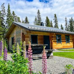 Lupinerna blommar så vackert framför timmerstugan Balder