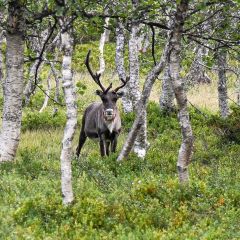 Ren i björkskogen längs långdistans-vandringsleden Jämt-Norgevägen