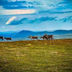Många renar rör sig i fjällen i slutet av sommaren