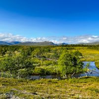 Am Fluss Rövran an der Baumgrenze im Lunndörrsfjäll