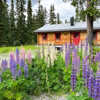 Viele Lupinen blühen vor den Ferienhäusern