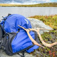 Etwas abseits der Pfade ist es leicht Rentiergeweihe in Jämtland zu finden