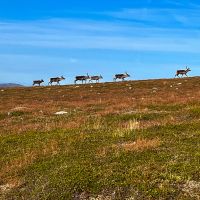 Rentiere trifft man oft auf den Wanderungen in Jämtland
