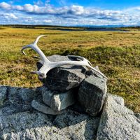 Fast bei jeder unserer Wanderungen dieses Jahr haben wir Rentiergeweihe gefunden