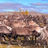 Im Herbst werden die 6.000 Rentiere der Region zusammen getrieben