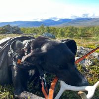 Der Hund ist beim wandern glücklich mit seinem gefundenen Rentiergeweih