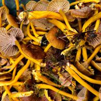 In Jämtland findet man im Herbst Trompetenpfifferlinge (trattkantarellar)