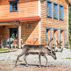 Rentier vor dem fertigen Haus im Garten