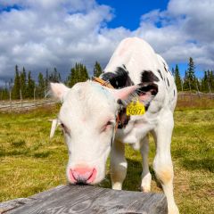 Die schwarz-weißen Fjällkühe sind etwas besonderes und hier sehr neugierig auf der Alm