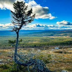 Old Rasmus ist mit 9.500 Jahren einer der ältesten Bäume der Welt und steht im Sonfjället Nationalpark