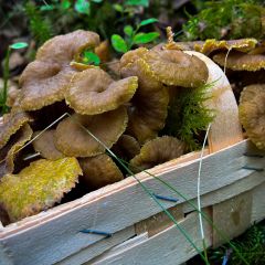 Trompeten-Pfifferlinge findet man im Herbst in Schweden