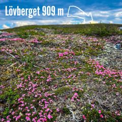 Auf den kleinen Gipfel des Lövberget (909 m) wandern